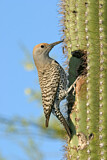 Image. Gilded Flicker