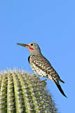 Image. Gilded Flicker