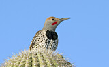 Image. Gilded Flicker
