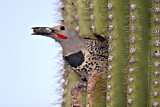 Image. Gilded Flicker