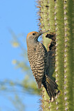 Image. Gilded Flicker