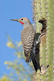 Image. Gilded Flicker