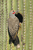 Image. Gilded Flicker