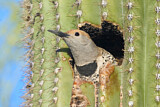Image. Gilded Flicker