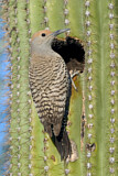 Image. Gilded Flicker