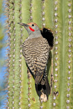 Image. Gilded Flicker