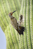 Image. Gilded Flicker