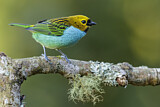 Image. Gilt-edged Tanager
