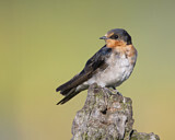 Image. Glücksschwalbe