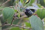 Image. Glanzfleckentangare