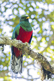 Image. Glanztrogon