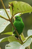 Image. Glistening-green Tanager