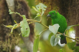 Image. Glistening-green Tanager