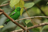 Image. Glistening-green Tanager