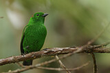 Image. Glistening-green Tanager