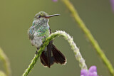 Image. Glitzerkehlamazilie