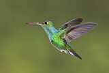 Image. Glitzerkehlamazilie