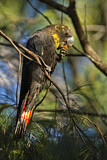 Image. Glossy Black Cockatoo