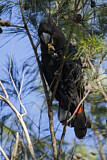 Image. Glossy Black Cockatoo