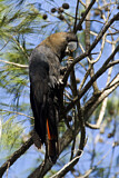 Image. Glossy Black Cockatoo