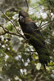 Image. Glossy Black Cockatoo