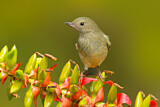 Image. Glossy Flowerpiercer
