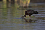 Image. Glossy Ibis