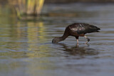 Image. Glossy Ibis