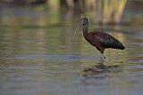 Image. Glossy Ibis