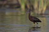 Image. Glossy Ibis