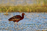 Image. Glossy Ibis