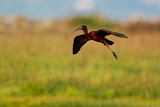 Image. Glossy Ibis