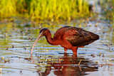Image. Glossy Ibis