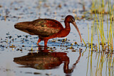 Image. Glossy Ibis
