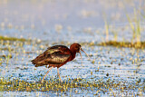 Image. Glossy Ibis