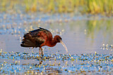 Image. Glossy Ibis