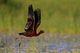 Image. Glossy Ibis