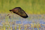 Image. Glossy Ibis