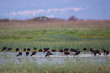 Image. Glossy Ibis
