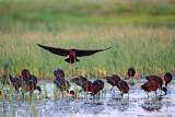 Image. Glossy Ibis