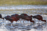 Image. Glossy Ibis