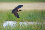 Image. Glossy Ibis