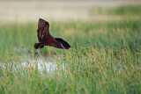 Image. Glossy Ibis