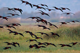 Image. Glossy Ibis