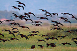 Image. Glossy Ibis
