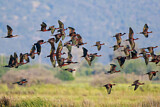 Image. Glossy Ibis