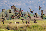 Image. Glossy Ibis