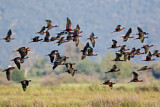 Image. Glossy Ibis