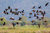 Image. Glossy Ibis