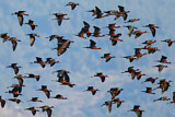 Image. Glossy Ibis